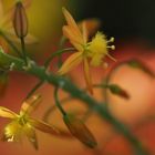 Bulbine frutescens