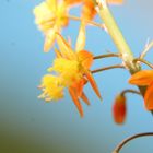 Bulbine frutescens Medicus