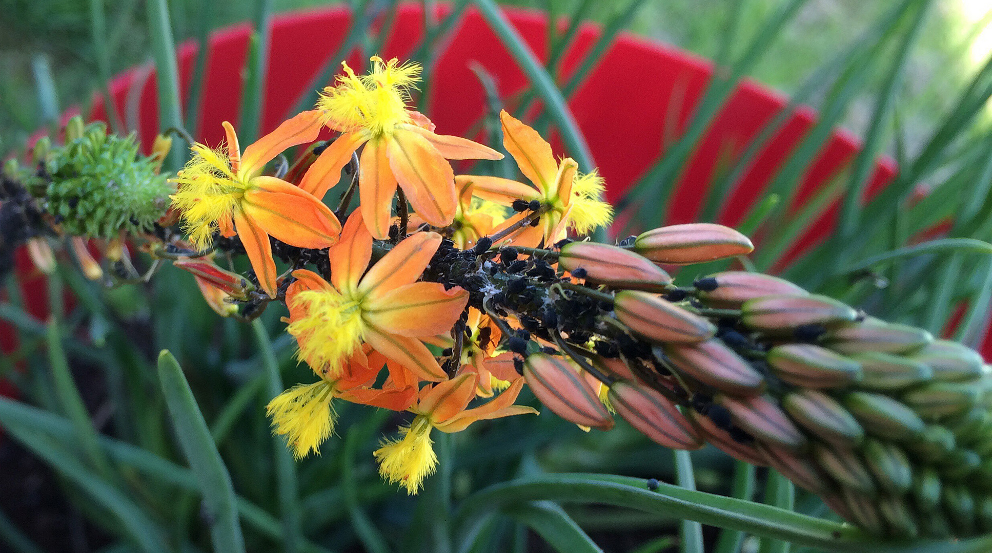 Bulbine jaune