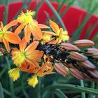Bulbine jaune