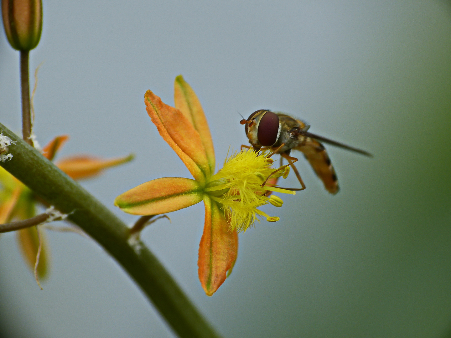 Bulbine trutescense