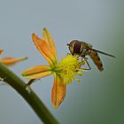 Bulbine trutescense