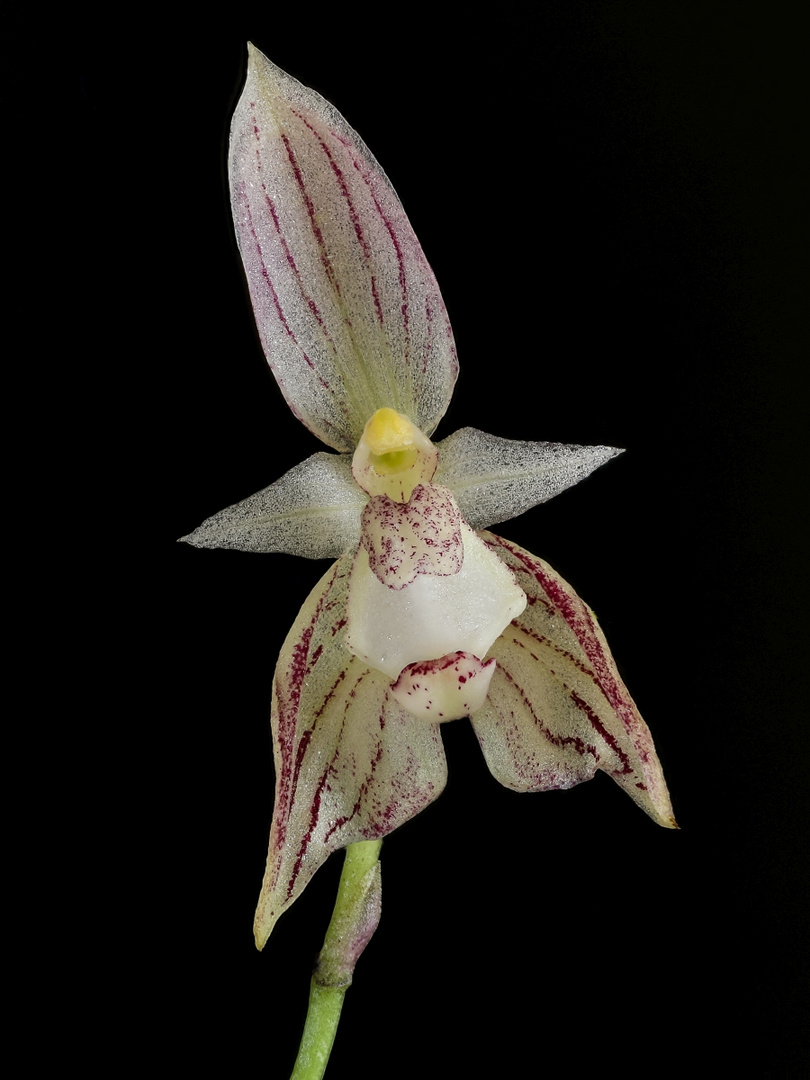 Bulbophyllum ambrosia