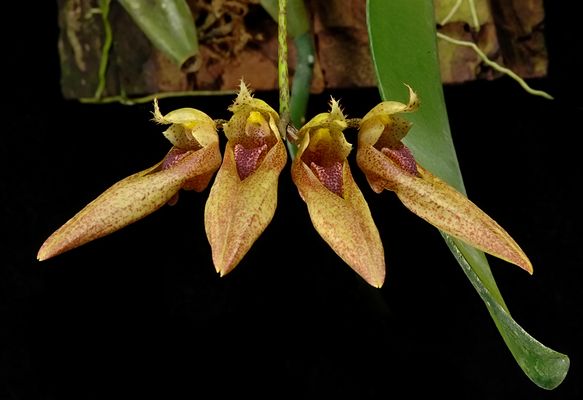 Bulbophyllum annandalei