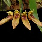 Bulbophyllum annandalei