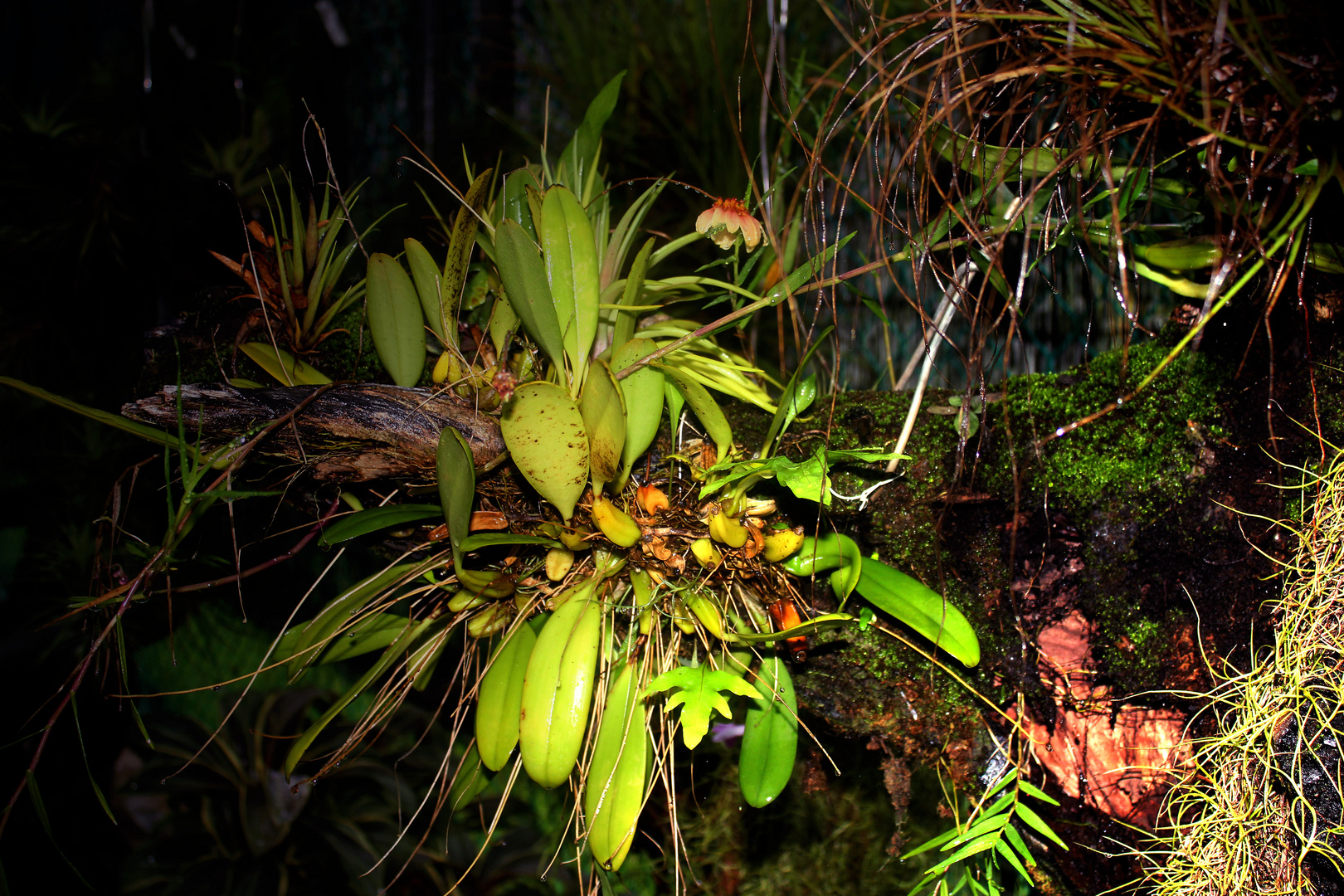 Bulbophyllum, Botanic Gardens, Darwin