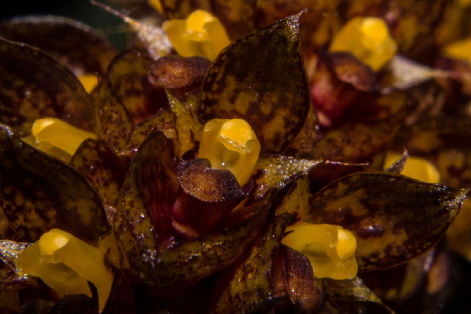 Bulbophyllum careyanum Foto & Bild flower, flowers, nature Bilder auf