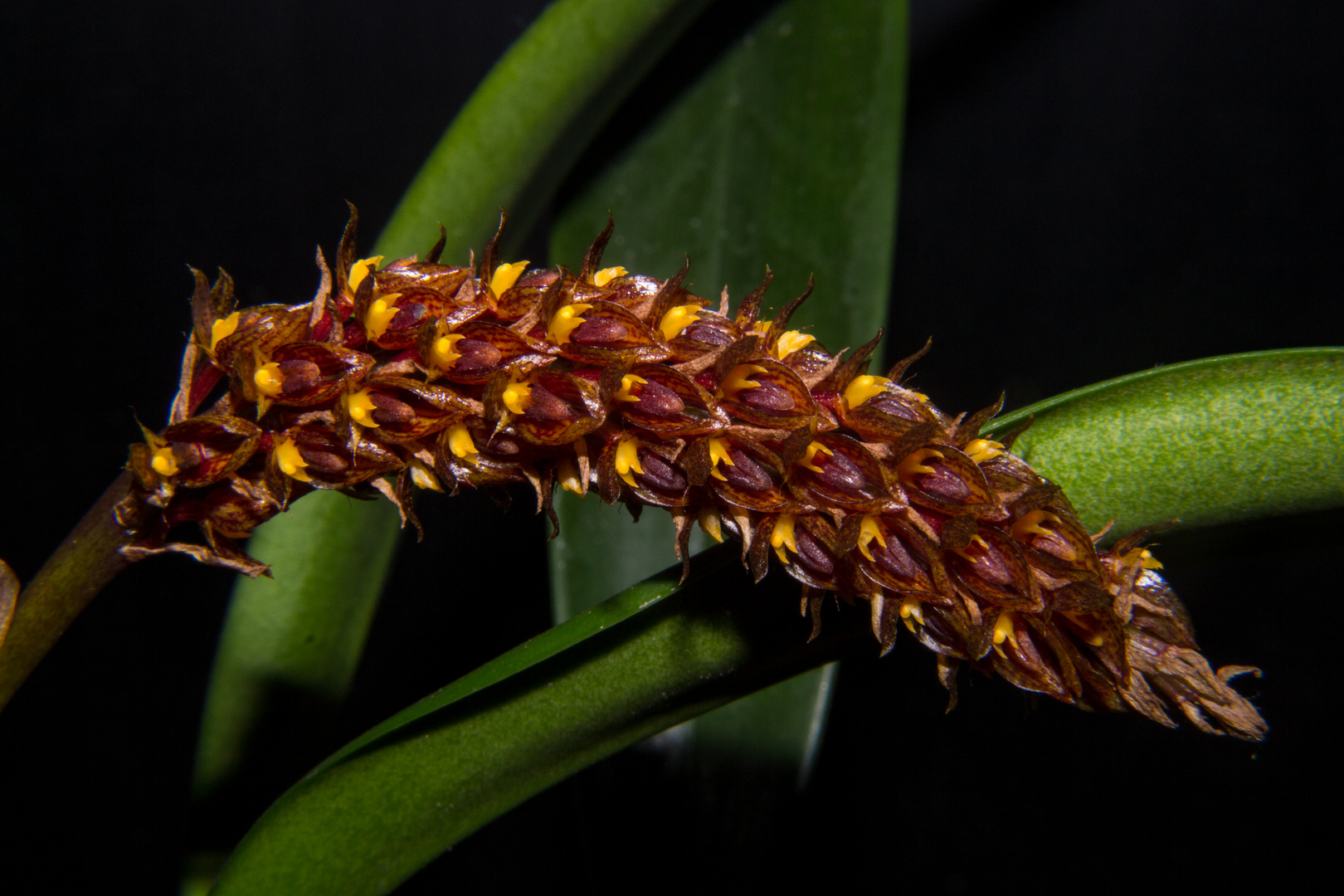 Bulbophyllum careyanum