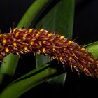 Bulbophyllum careyanum