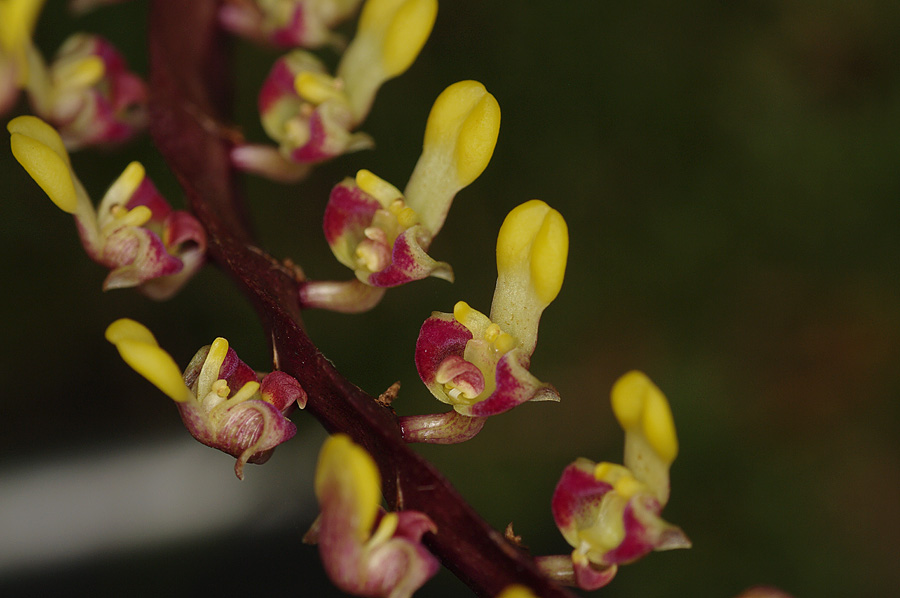 Bulbophyllum falcatum