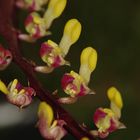 Bulbophyllum falcatum