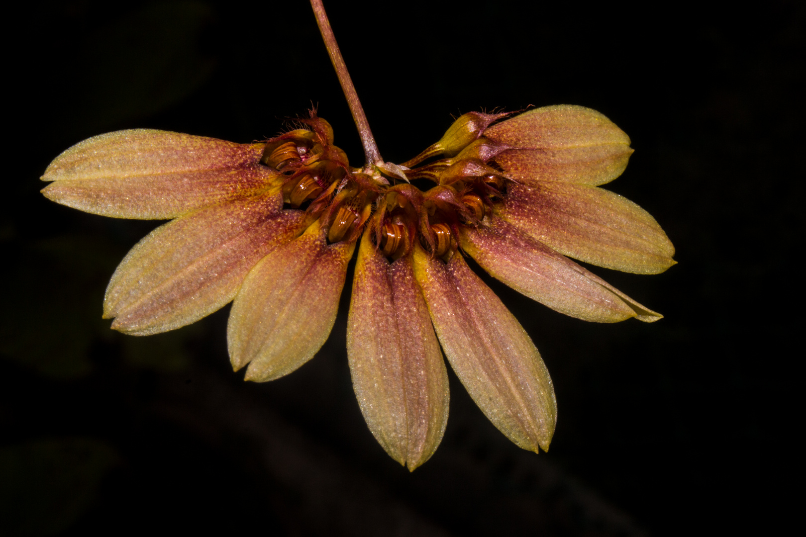 bulbophyllum lepidum