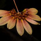 bulbophyllum lepidum