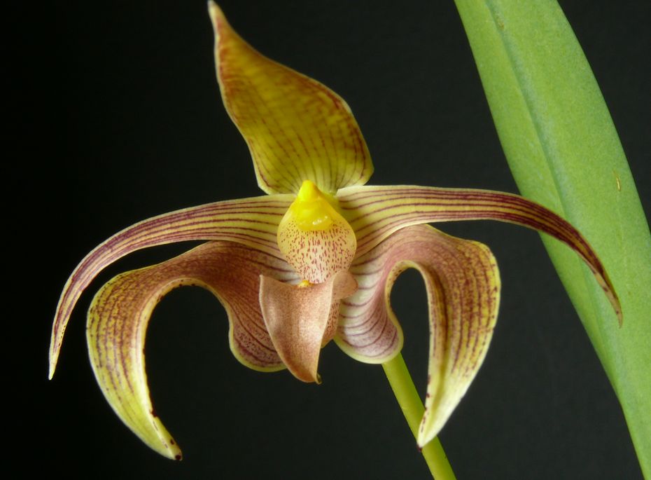 Bulbophyllum-lobbii