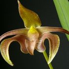 Bulbophyllum-lobbii