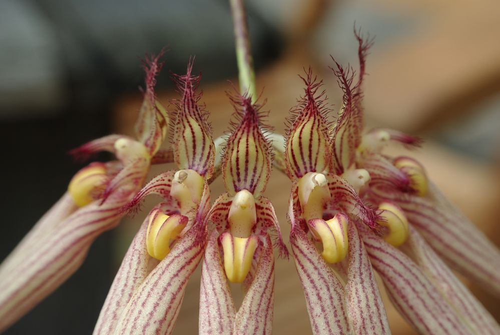 Bulbophyllum "Loui Sander"