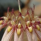 Bulbophyllum "Loui Sander"