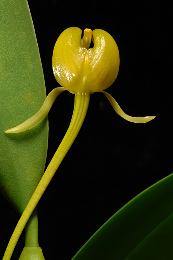 Bulbophyllum macranthoides