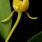 Bulbophyllum macranthoides