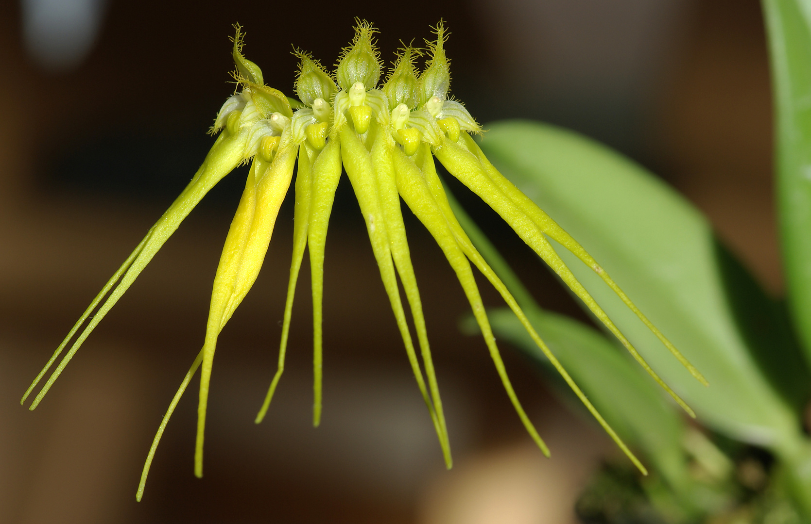 Bulbophyllum pectenveneris