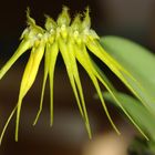 Bulbophyllum pectenveneris