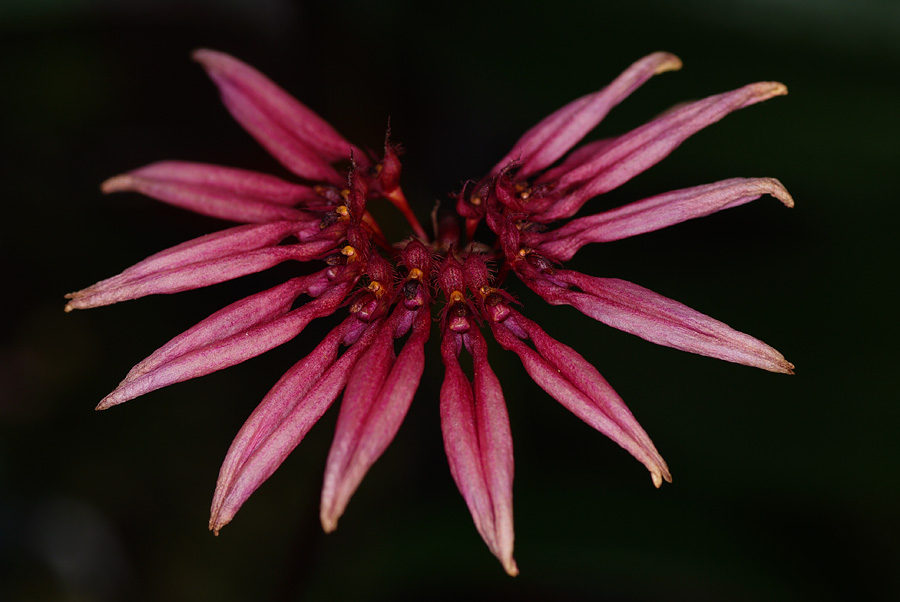 Bulbophyllum spec.