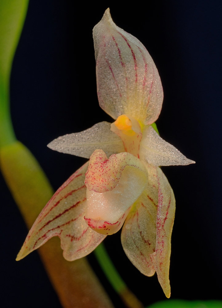 Bulbophyllum spp.(siegerist ?)