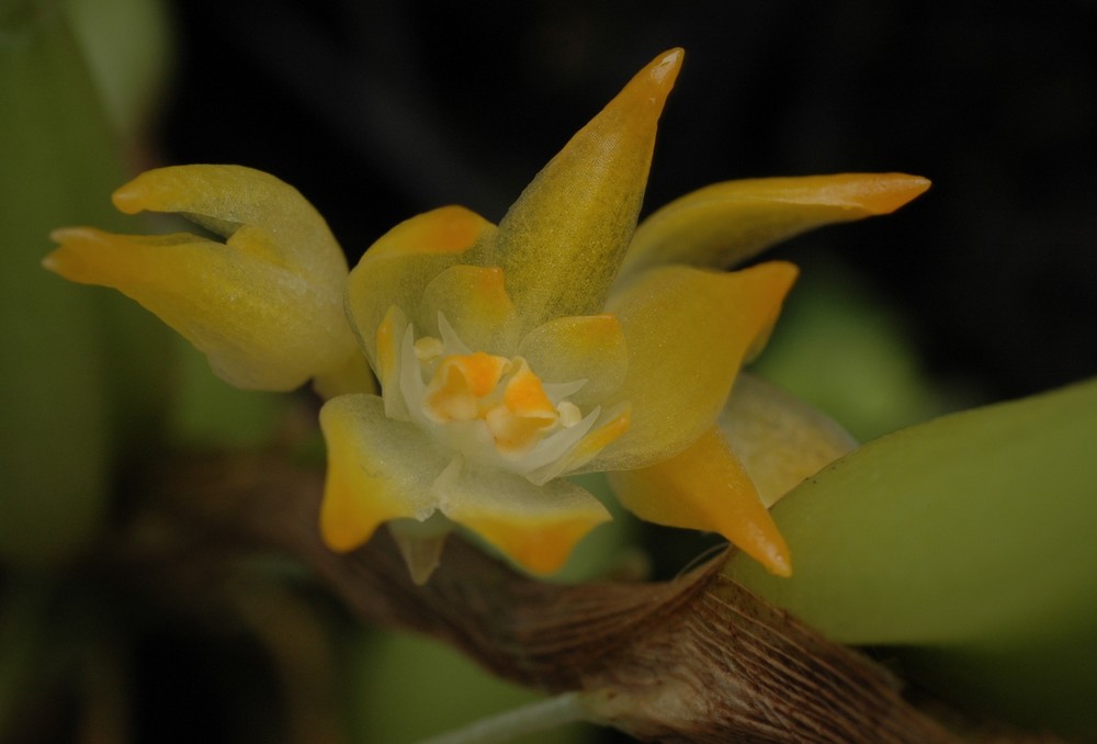 Bulbophyllum ssp.