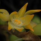 Bulbophyllum ssp.