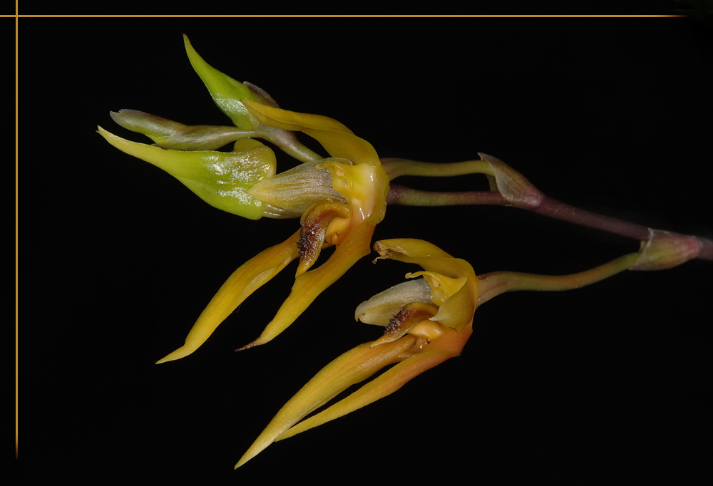 Bulbophyllum vanvuurenii