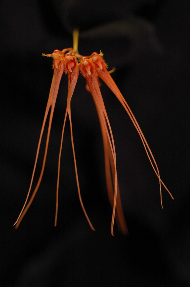 Bulbophylum macroleum