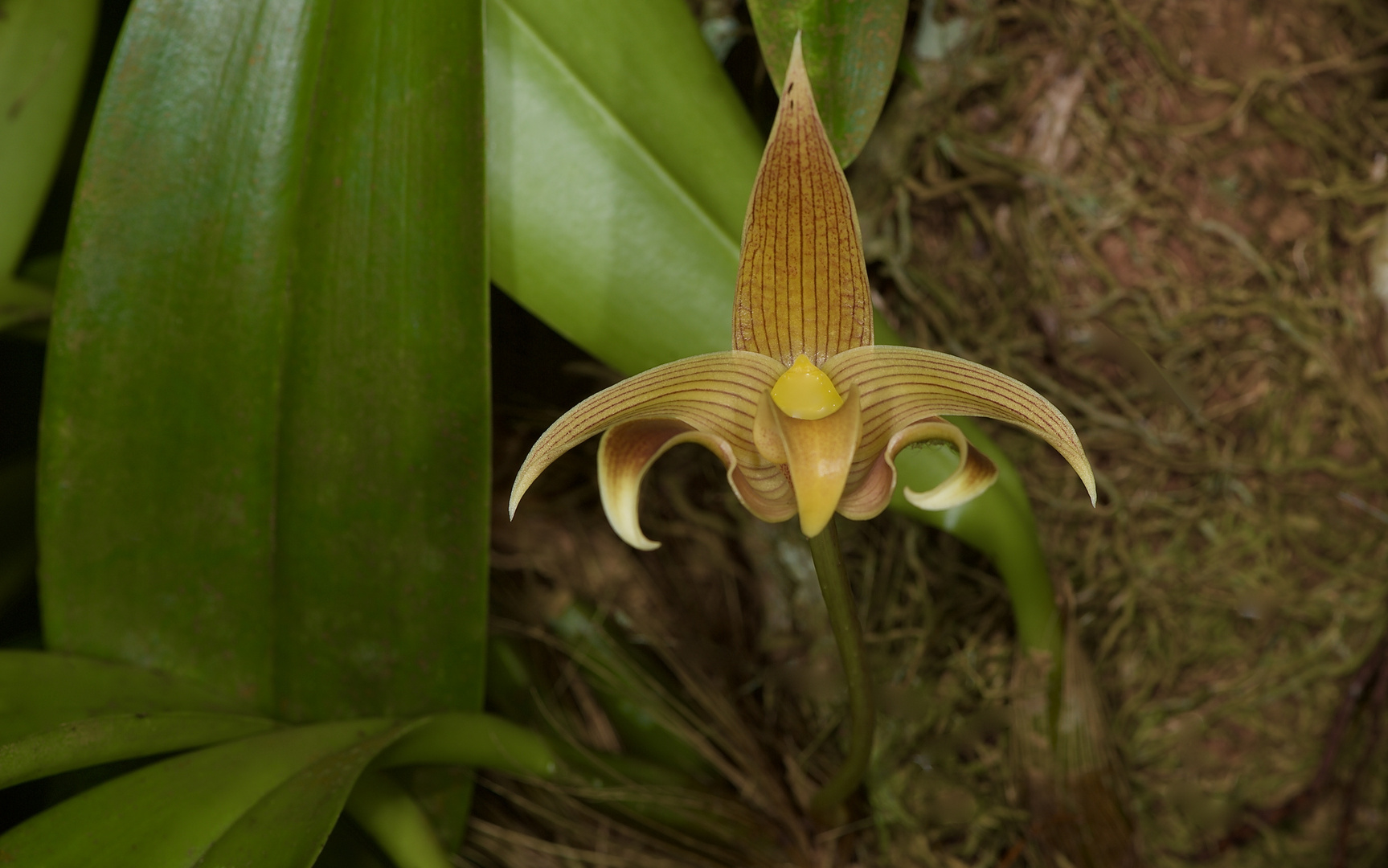 Bulbphyillum lobbii, Wildlebende Orchide aus Borneo, Sabah 