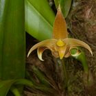 Bulbphyillum lobbii, Wildlebende Orchide aus Borneo, Sabah 