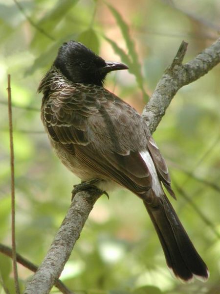 BulBul