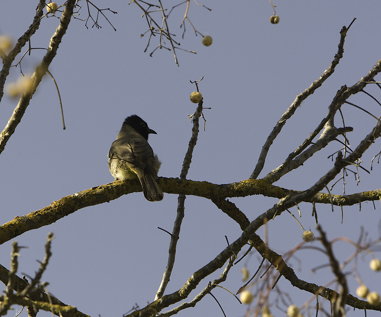  Bulbul à lunettes blanc ou jaune-Bulbul (Pycnonotus xanthopygos ventilé) 