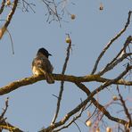  Bulbul à lunettes blanc ou jaune-Bulbul (Pycnonotus xanthopygos ventilé) 