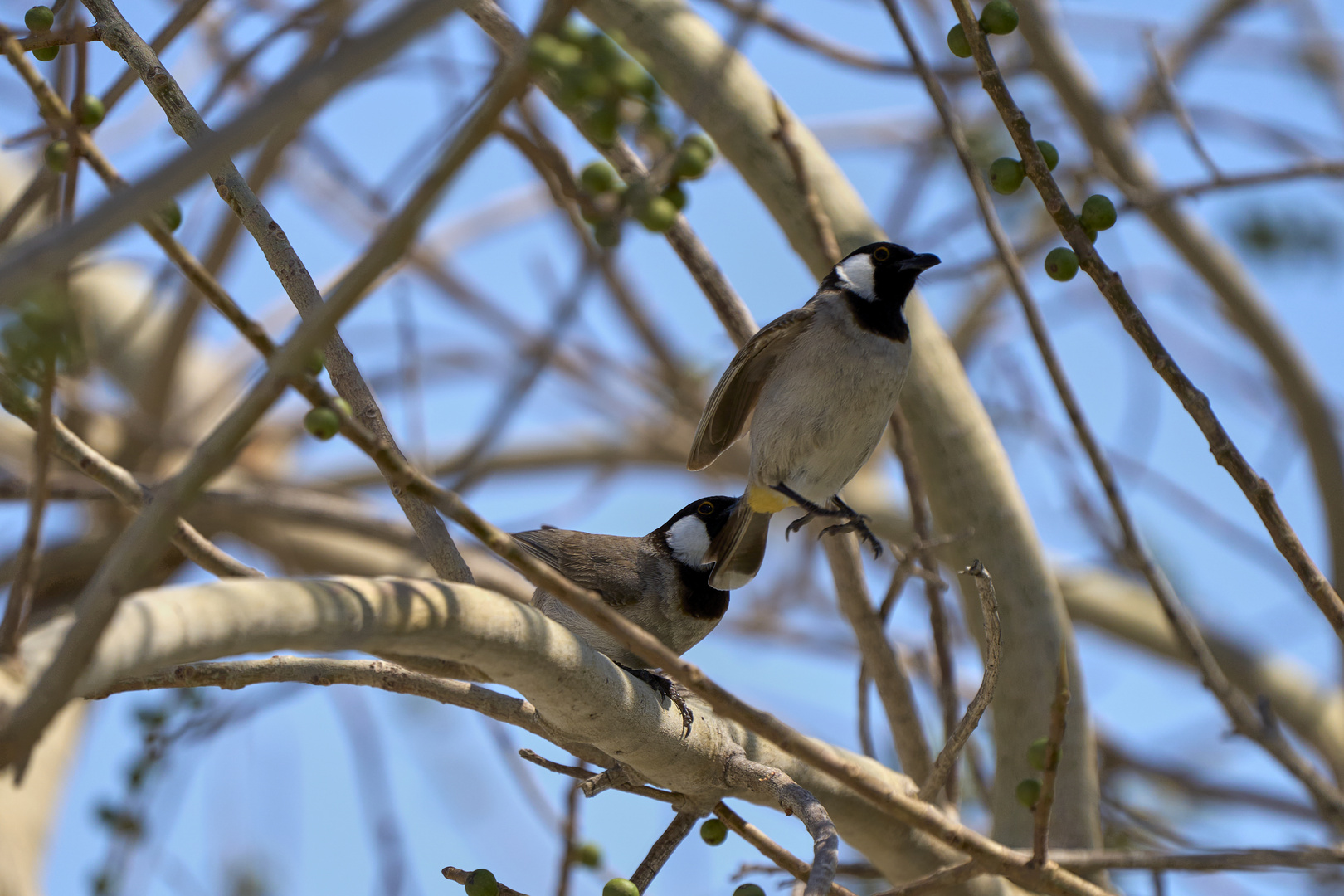 Bulbul à oreillons blancs