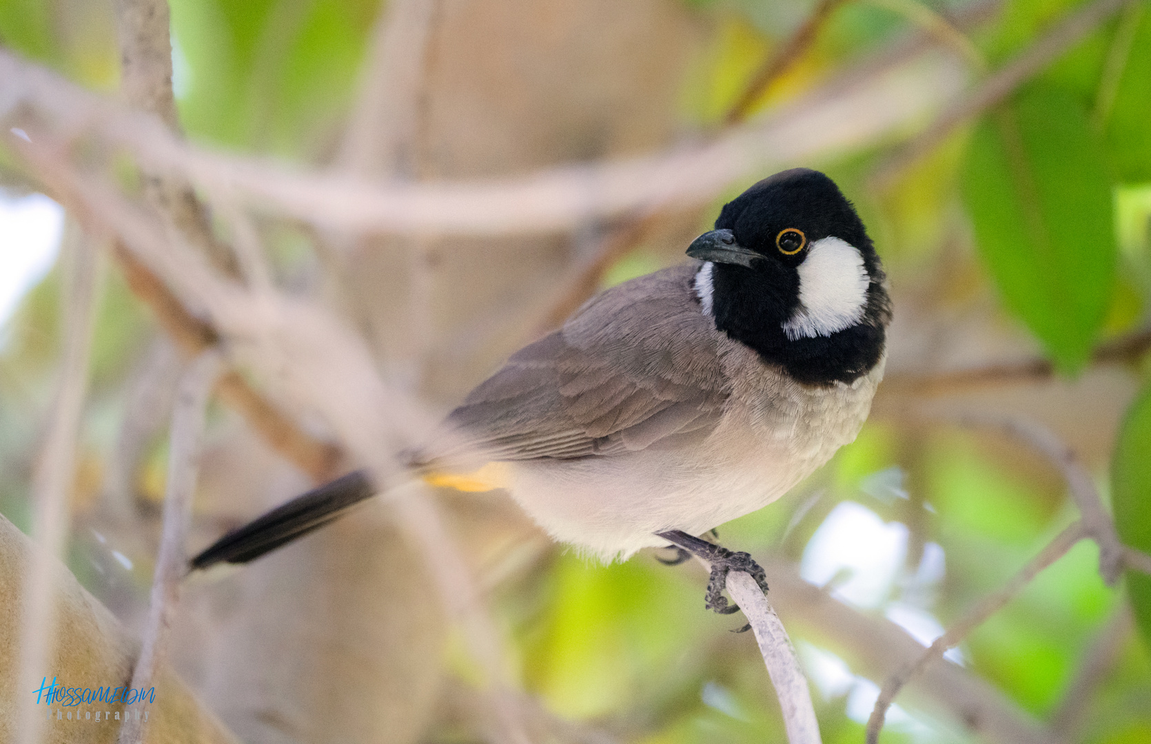 Bulbul à oreillons blancs