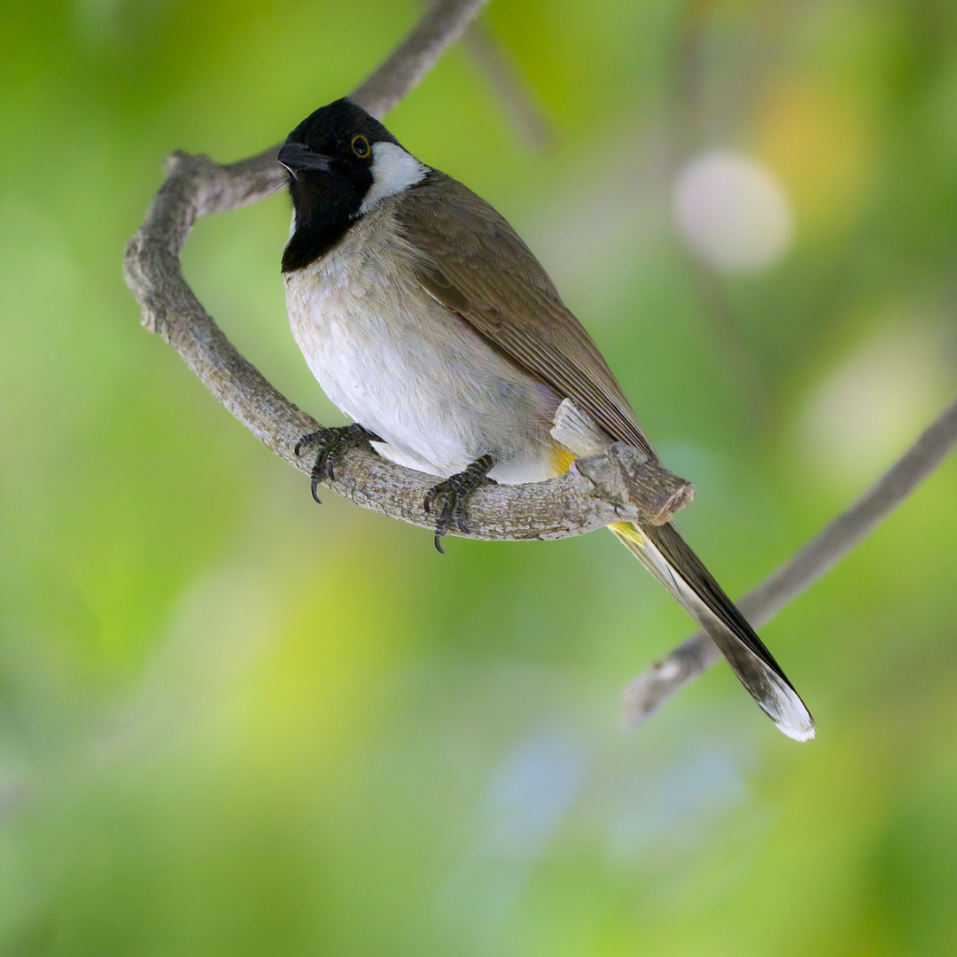 Bulbul à oreillons blancs