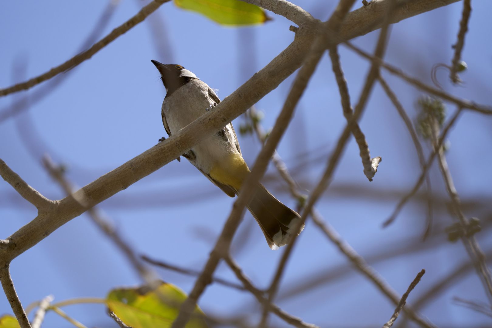 Bulbul à oreillons blancs