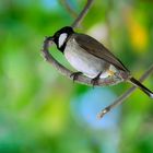 Bulbul à oreillons blancs