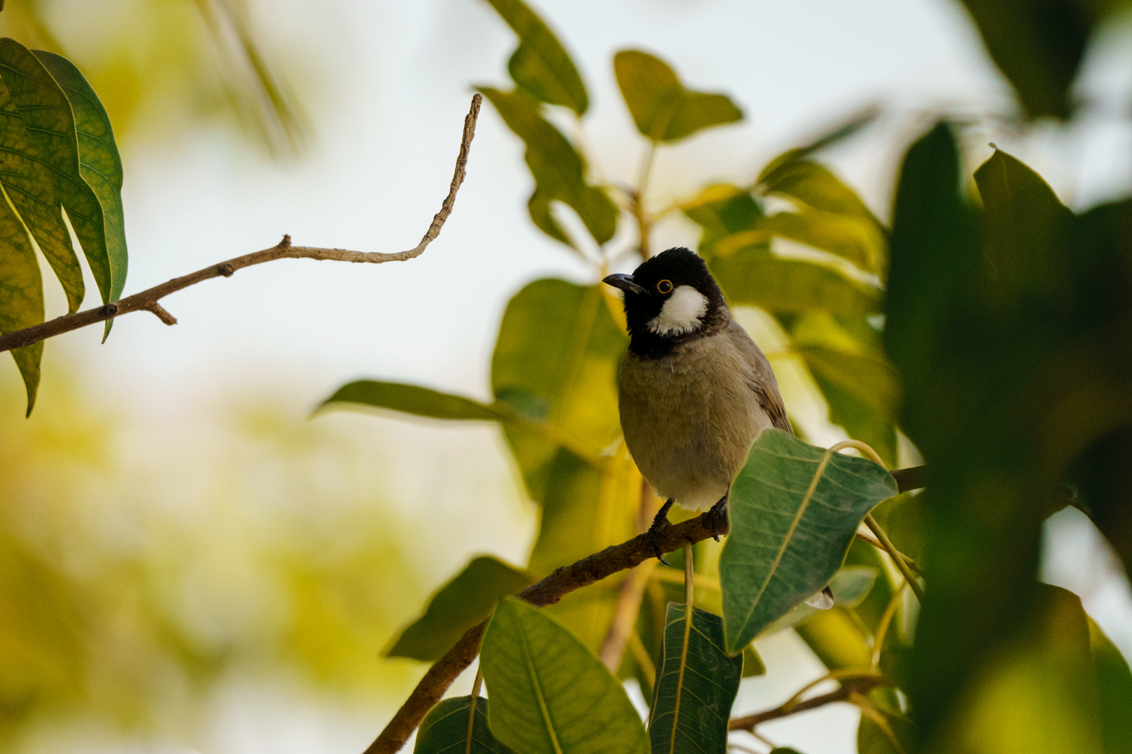 Bulbul à oreillons blancs