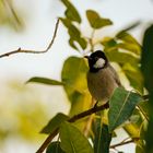 Bulbul à oreillons blancs