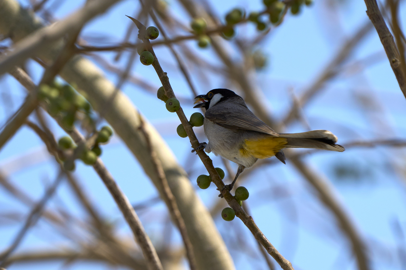 Bulbul à oreillons blancs