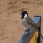 Bulbul à oreillons blancs – Pycnonotus leucotis