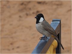 Bulbul à oreillons blancs – Pycnonotus leucotis