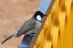 Bulbul à oreillons blancs – Pycnonotus leucotis