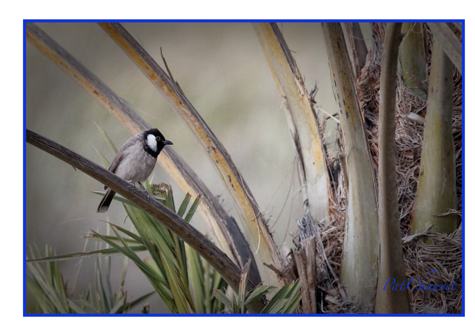 Bulbul à oreillons blancs, Qatar