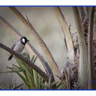 Bulbul à oreillons blancs, Qatar