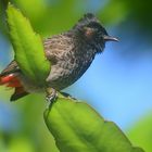 Bulbul à ventre rouge